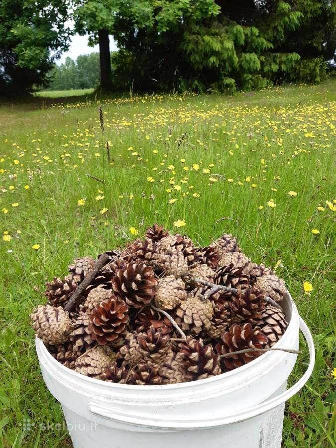 Poilsis gamtoje prie vandens nemokamai - nuotraukos Nr. 10