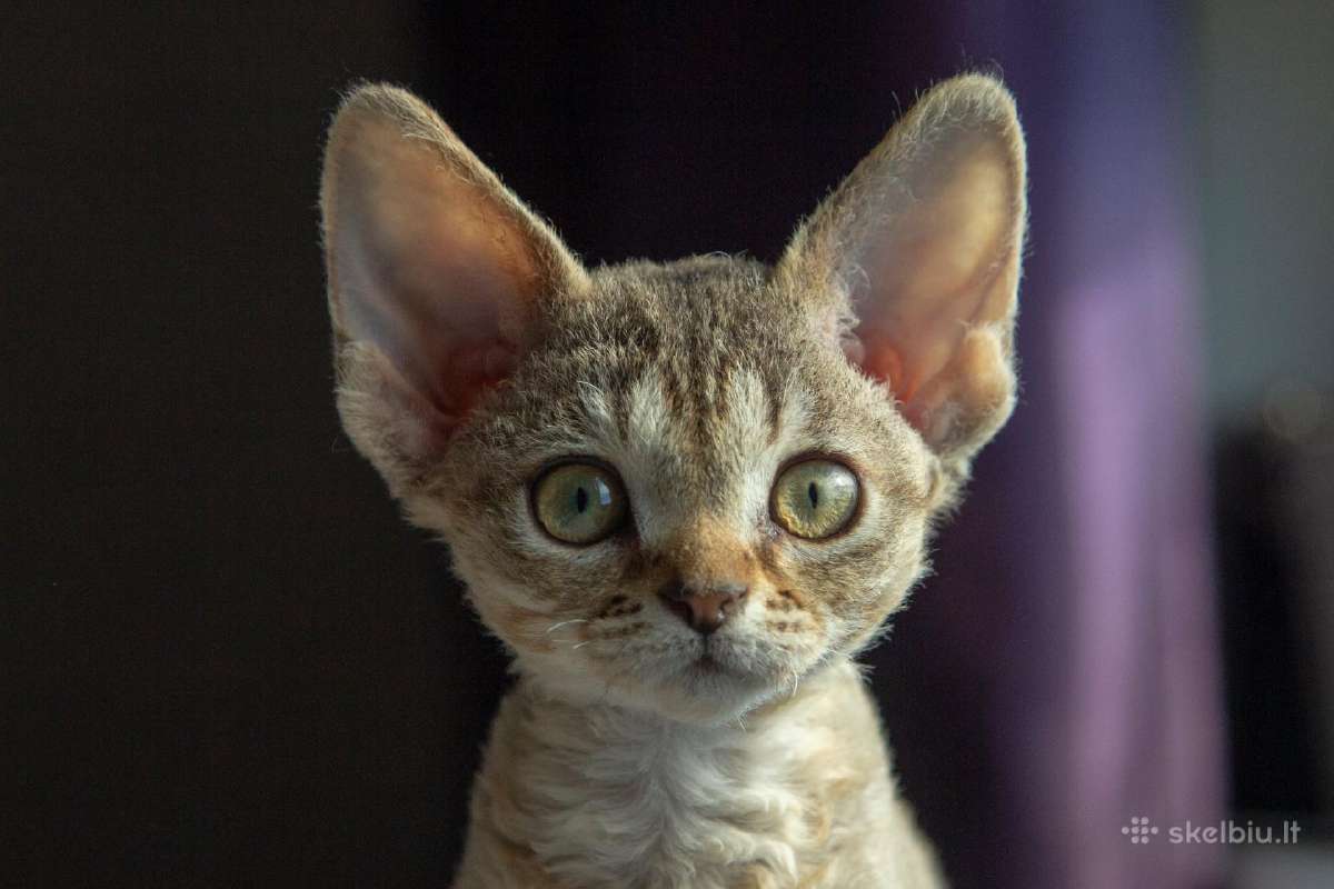 Devon rex