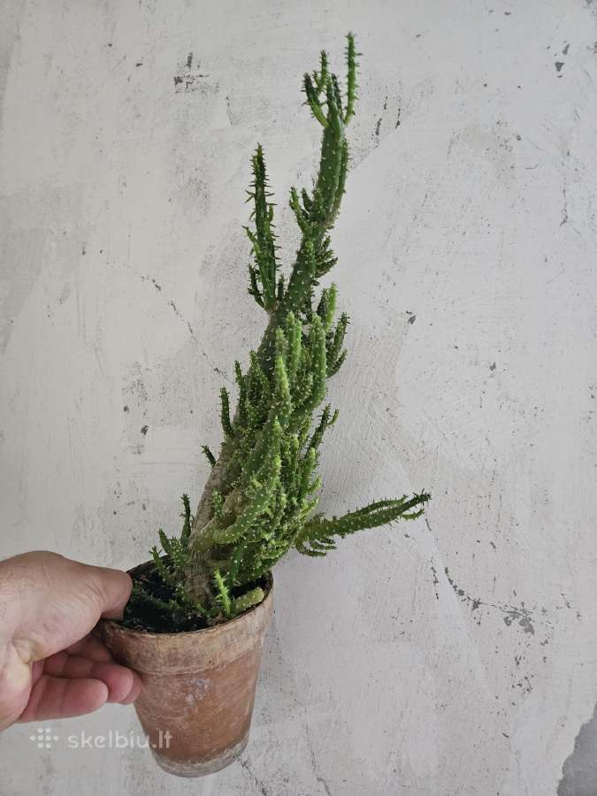 Kambario augalas