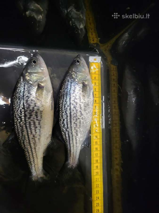 Dryzuotasis ešerys stripped Bass auga 4-7 kg - nuotraukos Nr. 3