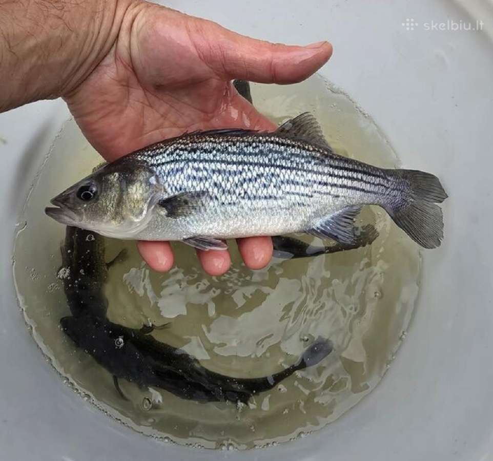 Dryzuotasis ešerys stripped Bass auga 4-7 kg - nuotraukos Nr. 2