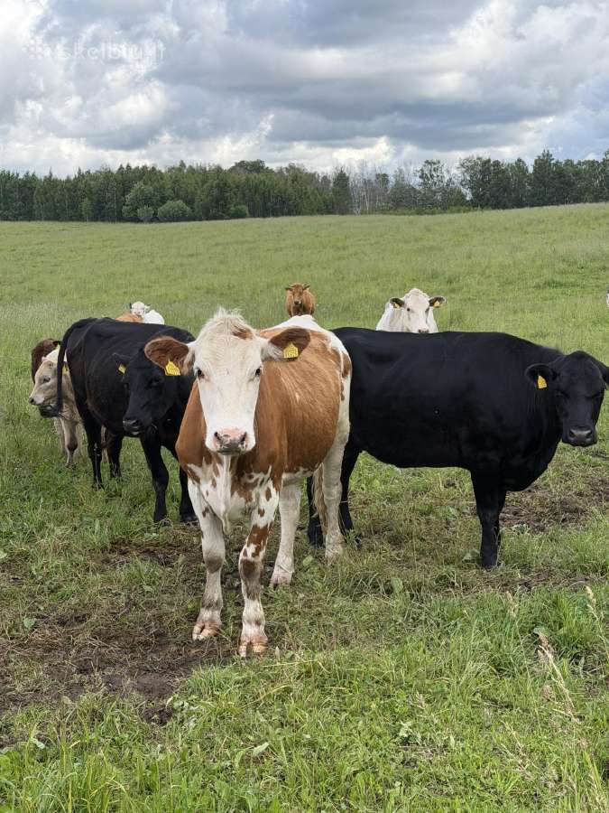 Karvės pieninės, x mėsinės, telyčios, buliukai - nuotraukos Nr. 5