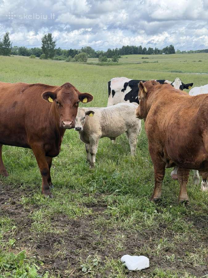 Karvės pieninės, x mėsinės, telyčios, buliukai - nuotraukos Nr. 7