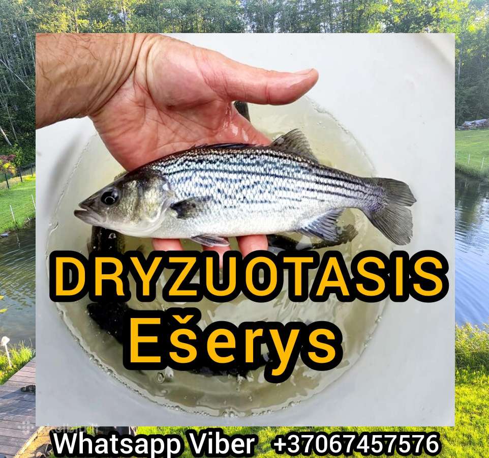 Dryzuotasis ešerys stripped Bass auga 4-7 kg