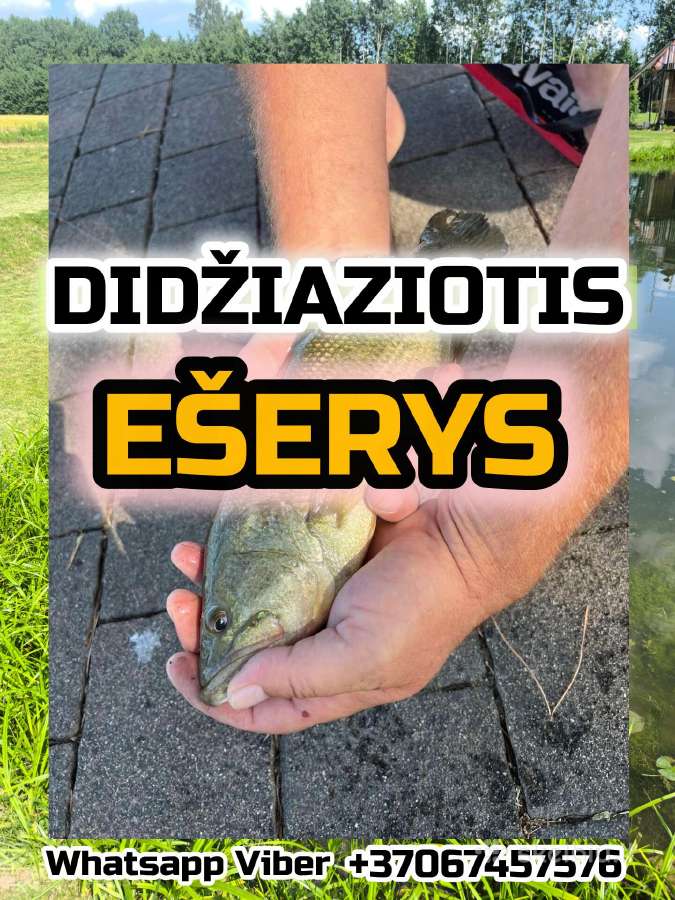 Largemouth bass šiaurės Amerikos ešeriai zuvys
