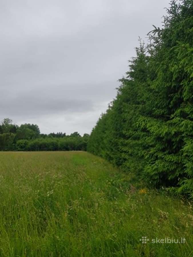 Parduodu sodyba,juodaiciai,misiunu km. 9,5ha - nuotraukos Nr. 6