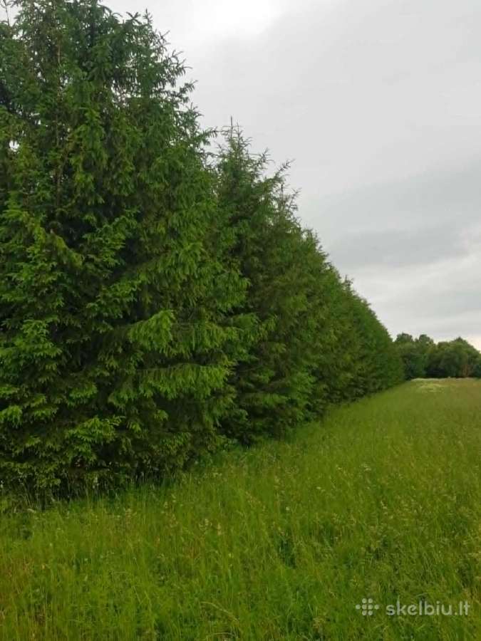 Parduodu sodyba,juodaiciai,misiunu km. 9,5ha - nuotraukos Nr. 7