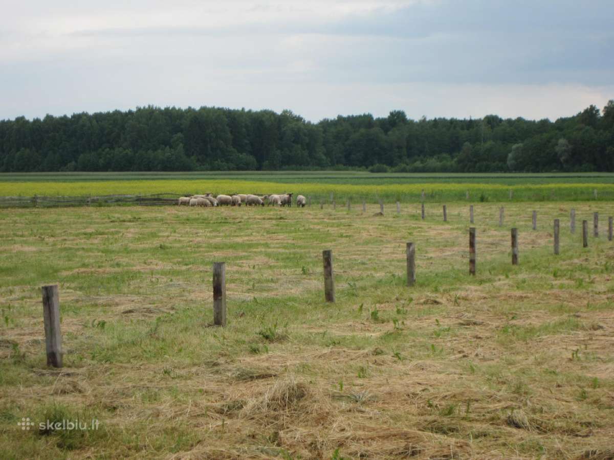 Parduodu sodyba,juodaiciai,misiunu km. 9,5ha - nuotraukos Nr. 19
