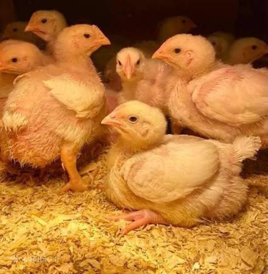 Naminių mėsinių viščiukų mėsa (apdorota)