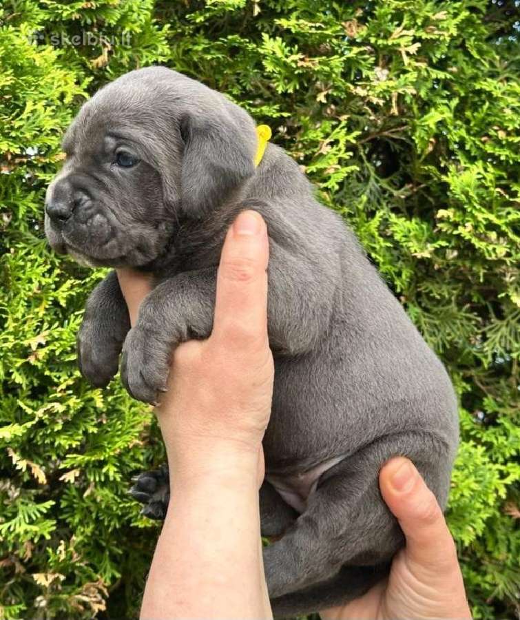 Cane Corso šuniukai su Fci dokumentais