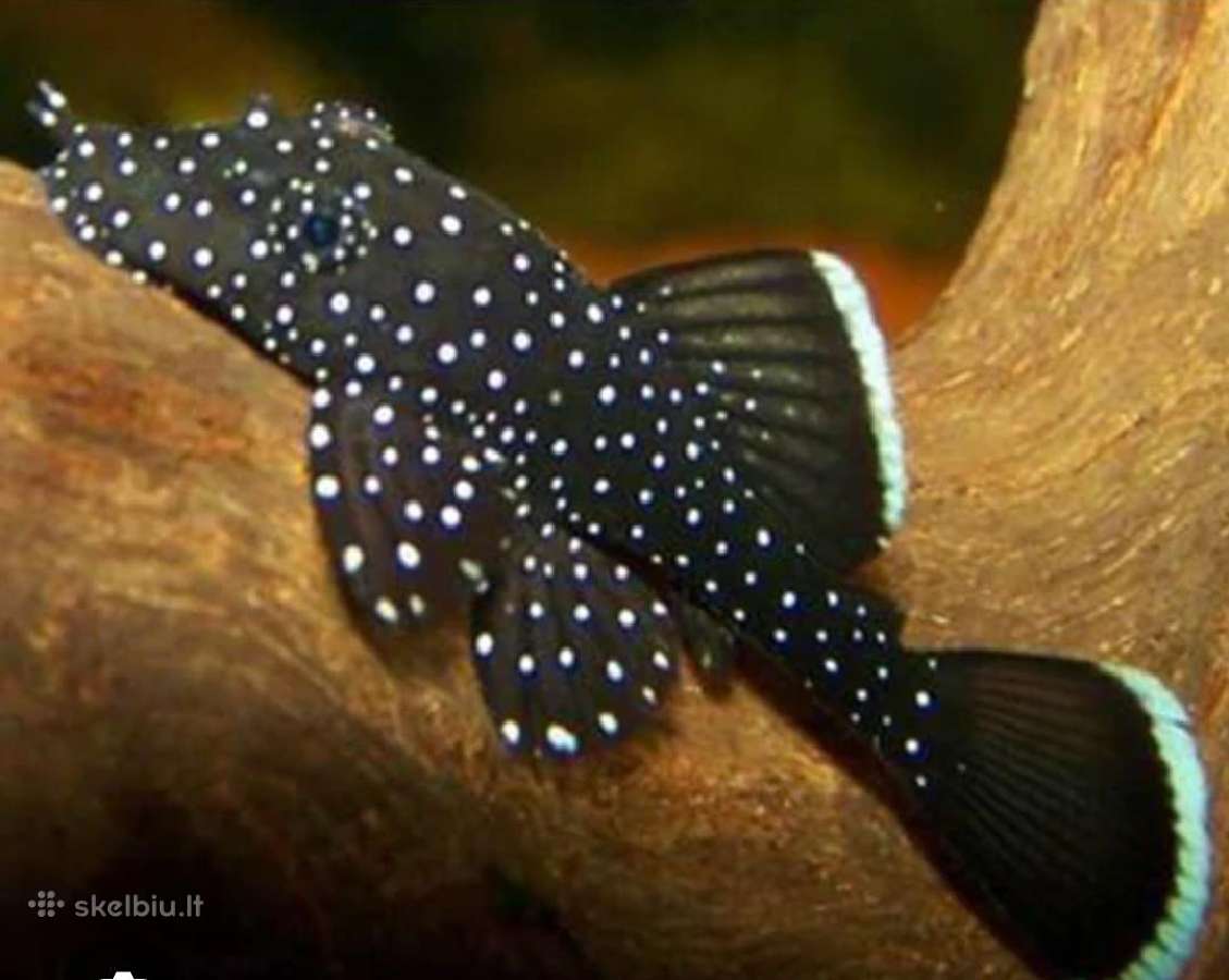 Akvariumo žuvytes