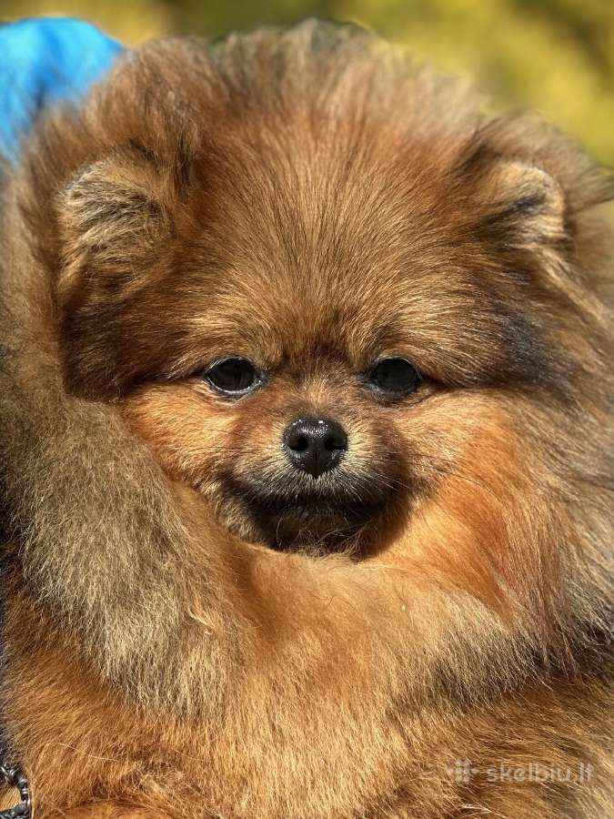 Pomeranijos špicas Escort