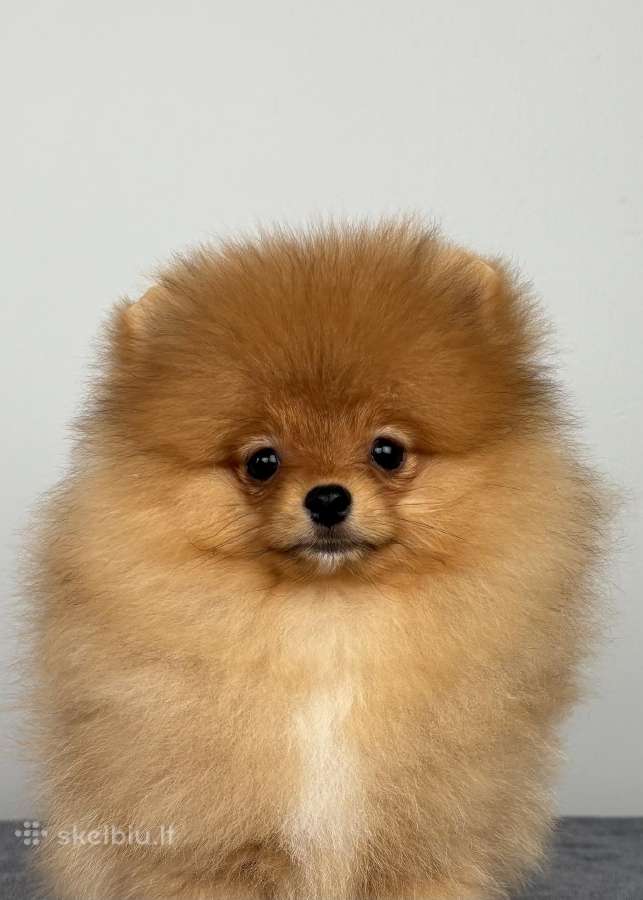 Pomeranijos špicas Kambyses