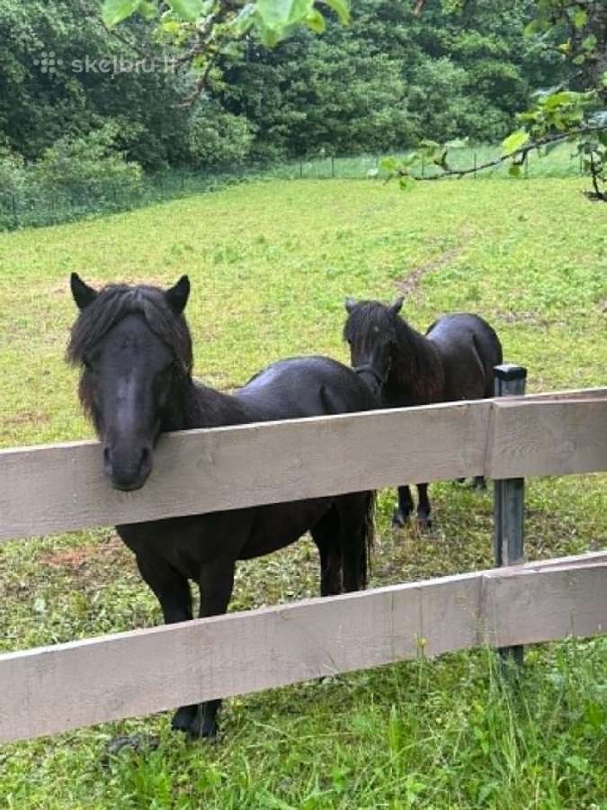 Parduodami/keičiami Šetlando poniai