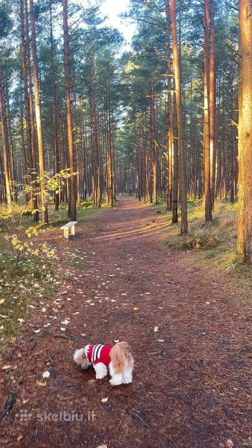 Dovanoju pievą nusišienavimui
