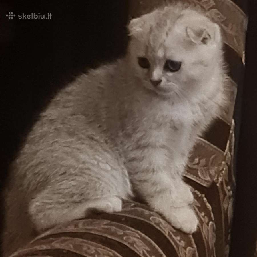 Škotukė