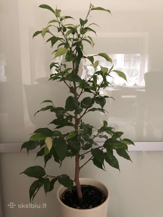 Benjemina ficus
