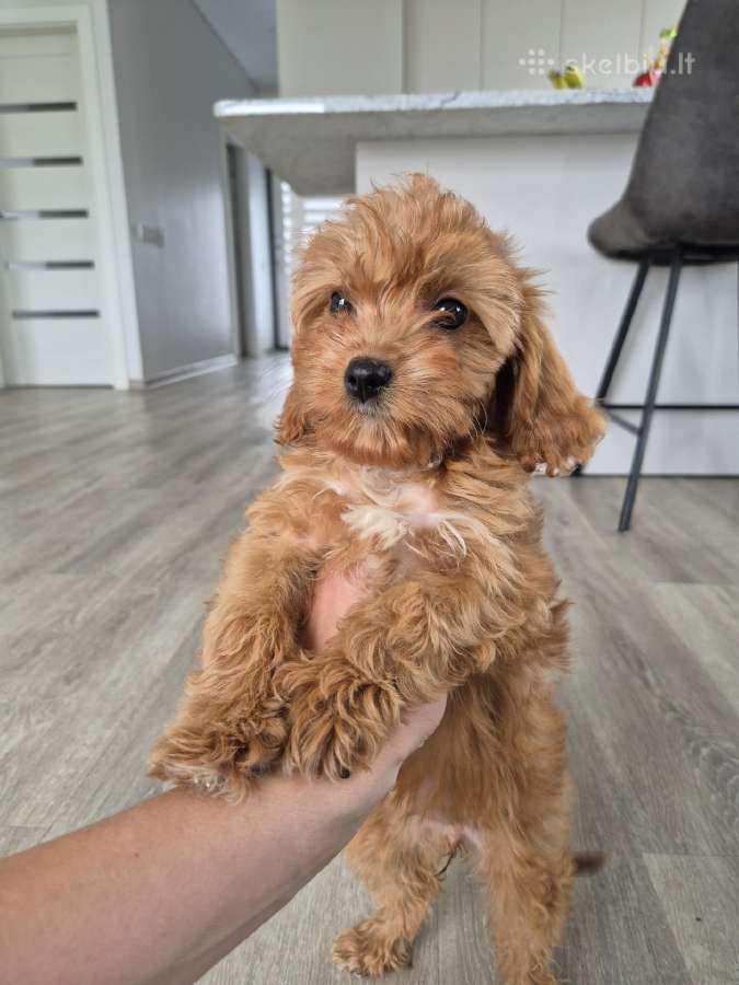 Cavapoo