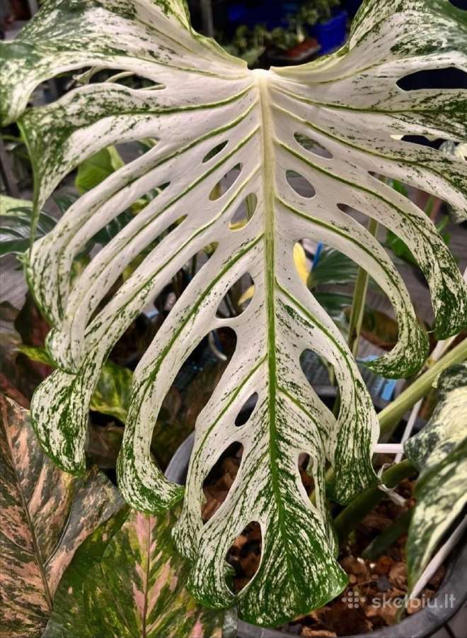 Monstera Devil Monster
