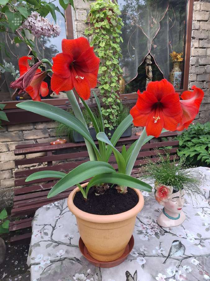 Gėlė Amarilis