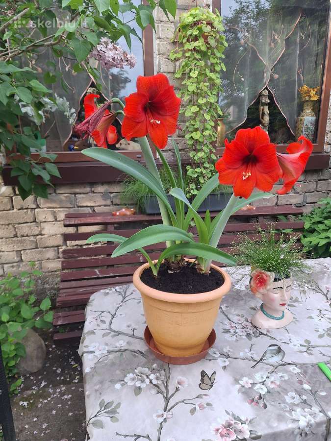 Gėlė Amarilis - nuotraukos Nr. 5