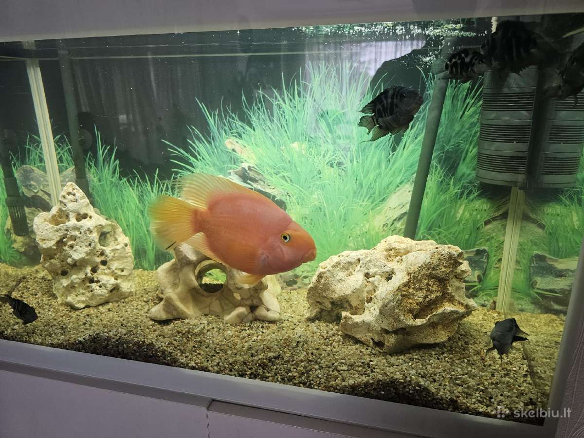 Aquael akvariumas 120l - nuotraukos Nr. 4