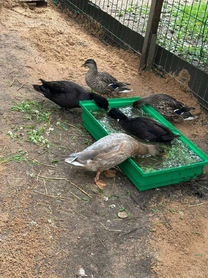 Bantaminiai ančiukai call duck - nuotraukos Nr. 2