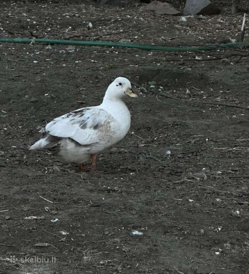 Bantaminiai ančiukai call duck - nuotraukos Nr. 3