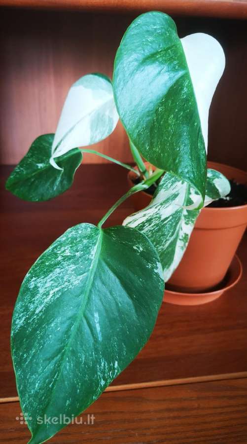 Monstera variegata - nuotraukos Nr. 2