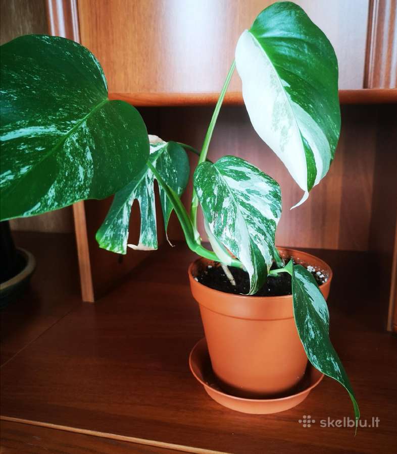 Monstera variegata - nuotraukos Nr. 3