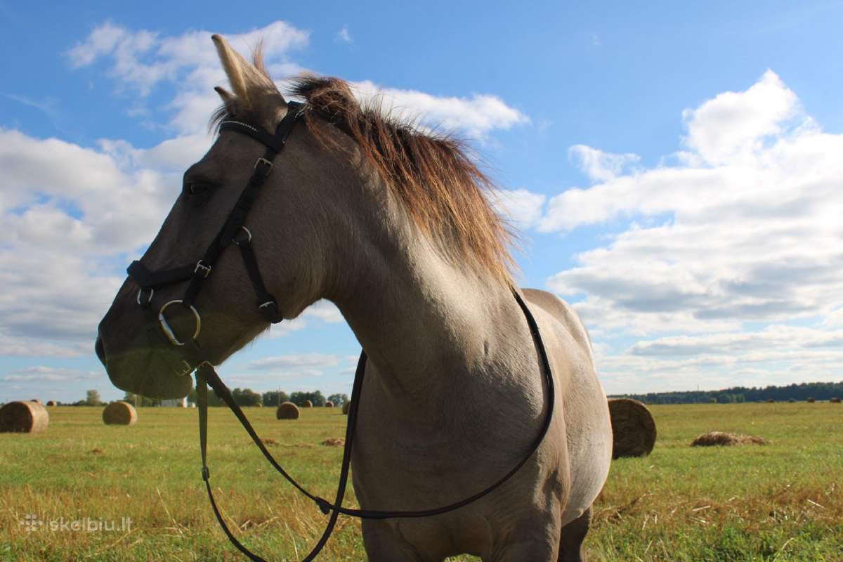 Parduodama poni kumelė