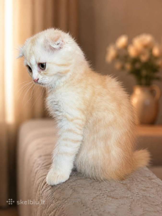 Cream tabby berniukas.