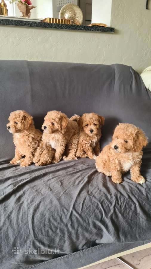 Maltipoo dvi porelės.