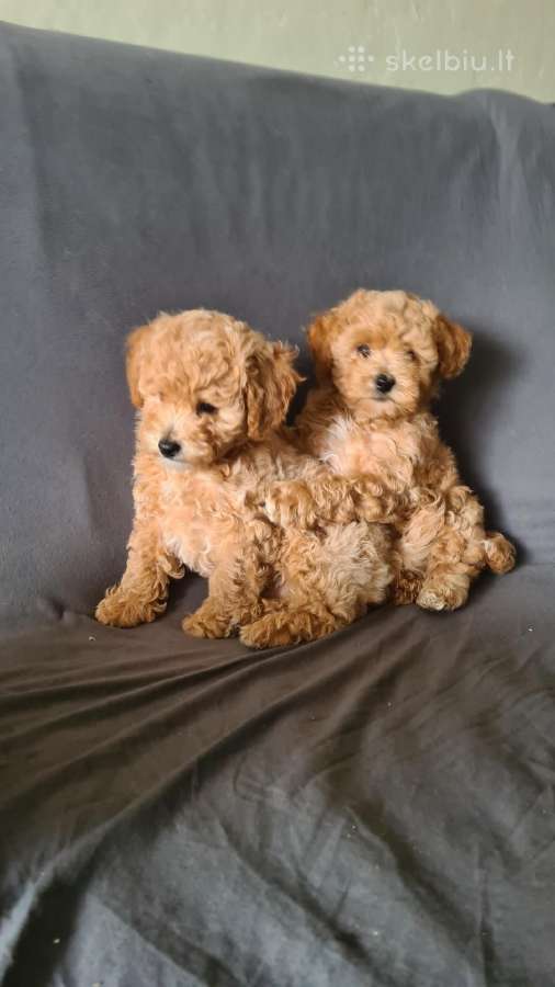 Maltipoo mergaitės