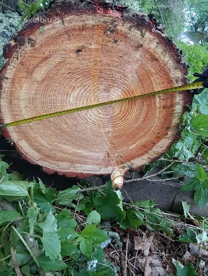 Maumedžio rastai
