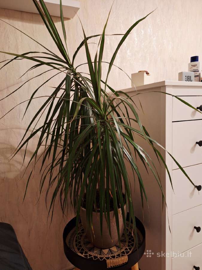 Dracena