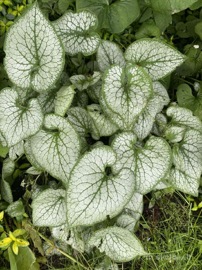 Sidabrinė ir žalialapė brunera