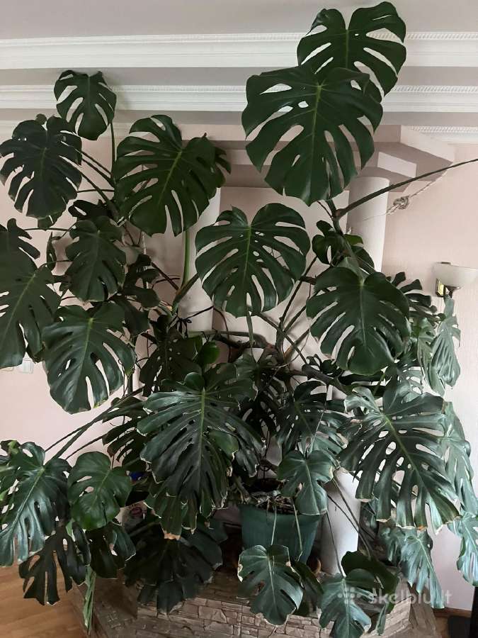 Gyva monstera