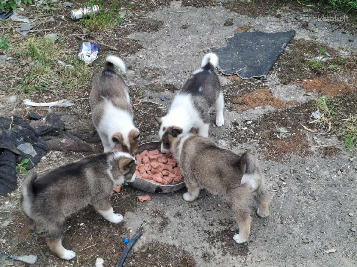 Dovanoju šuniukus