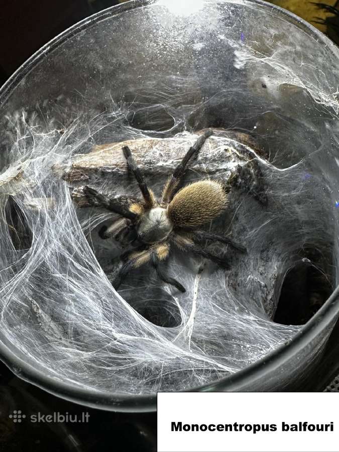 Įvairūs Tarantulai + skorpionas + šimtakojis