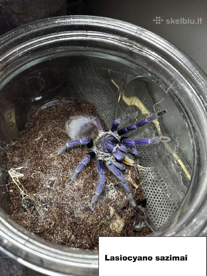 Įvairūs Tarantulai + skorpionas + šimtakojis - nuotraukos Nr. 5