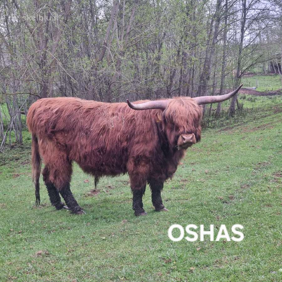 100% Hailendų veislės buliukai