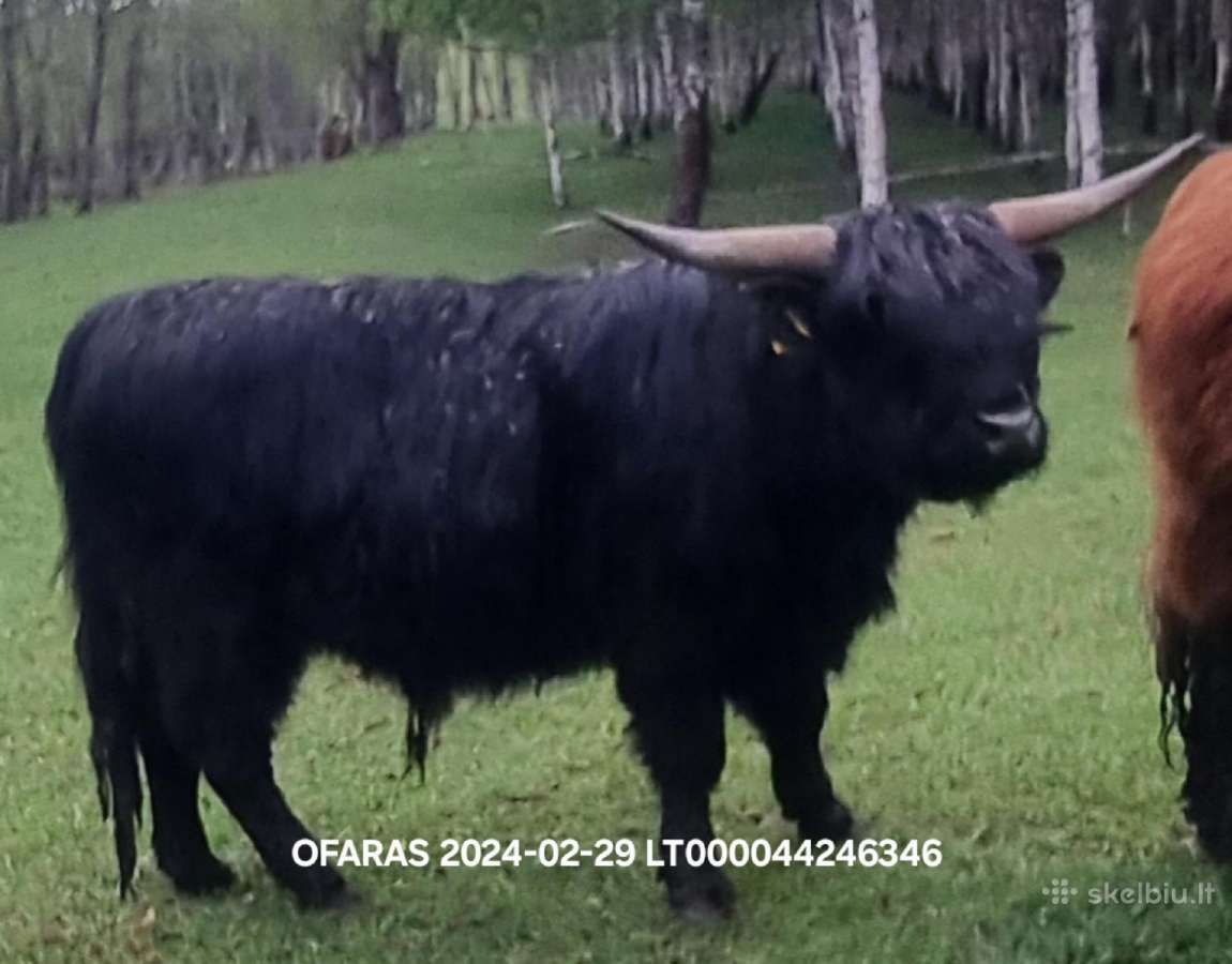 100% Hailendų veislės buliukai - nuotraukos Nr. 3