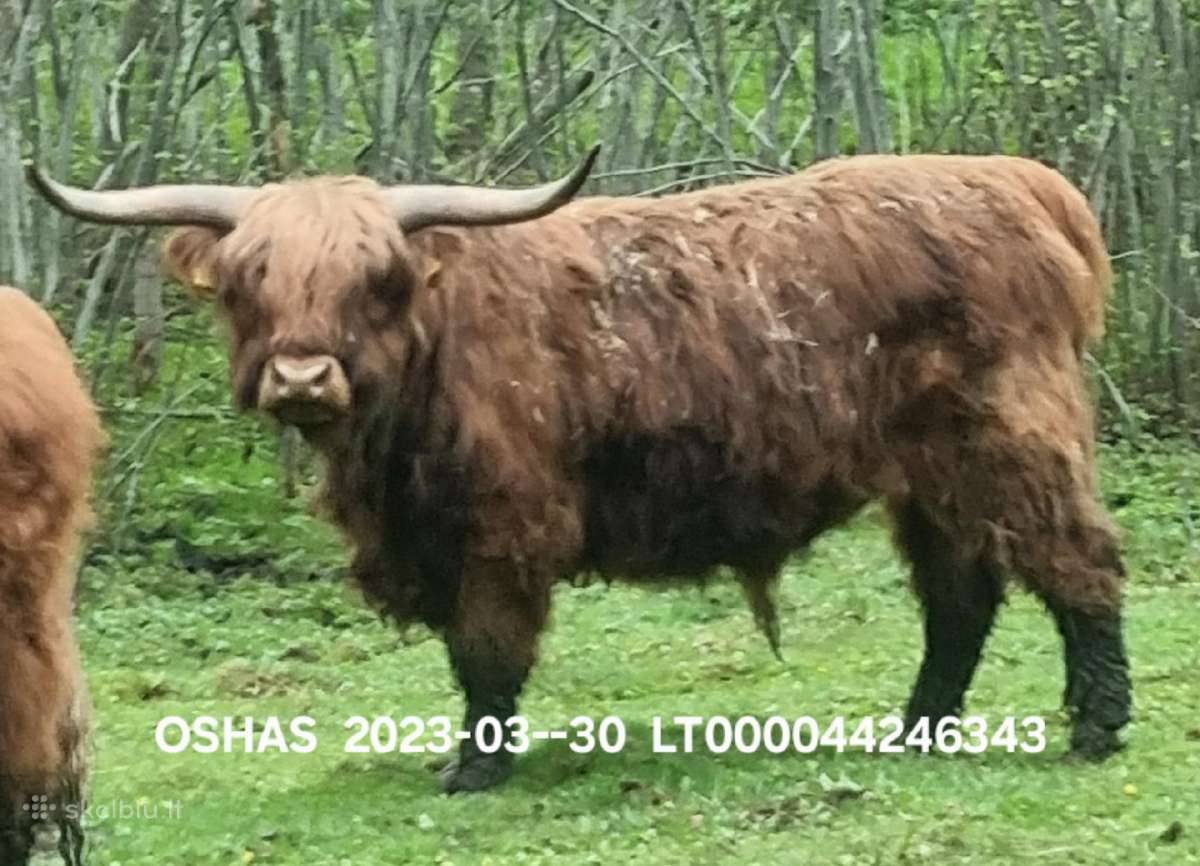 100% Hailendų veislės buliukai - nuotraukos Nr. 2
