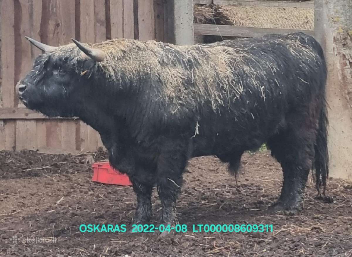 100% Hailendų veislės buliukai - nuotraukos Nr. 4