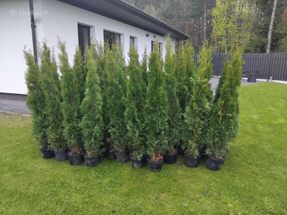 Vejos priežiūra, aplinkos tvarkymas - nuotraukos Nr. 11