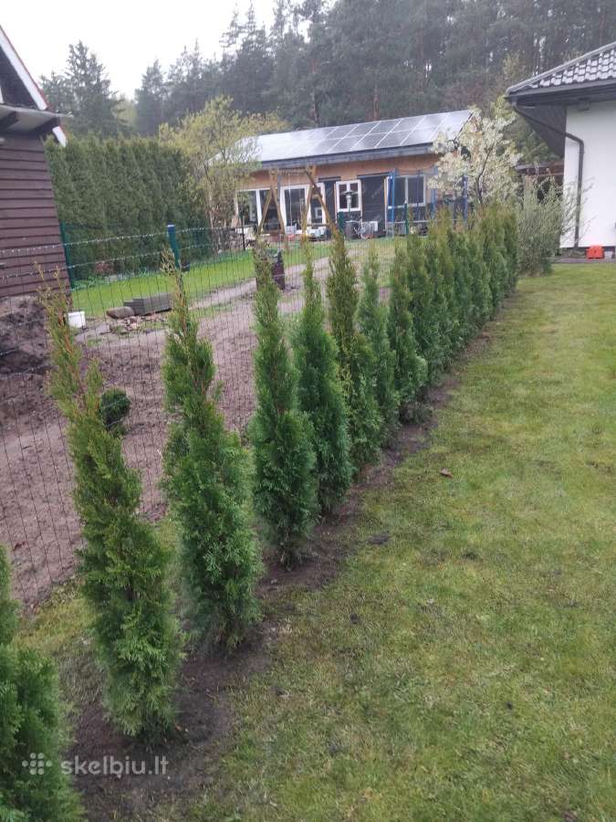 Vejos priežiūra, aplinkos tvarkymas - nuotraukos Nr. 12