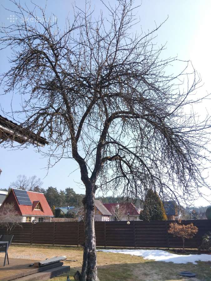 Vejos priežiūra, aplinkos tvarkymas - nuotraukos Nr. 9