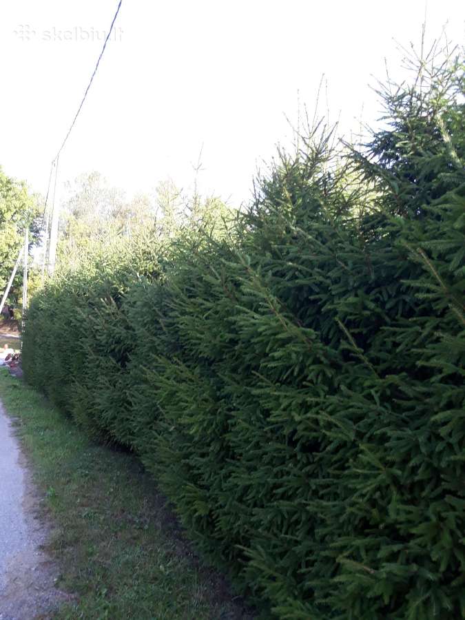 Vejos priežiūra, aplinkos tvarkymas - nuotraukos Nr. 30