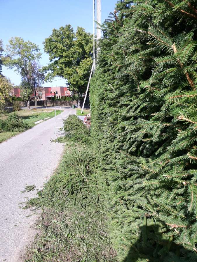 Vejos priežiūra, aplinkos tvarkymas - nuotraukos Nr. 31